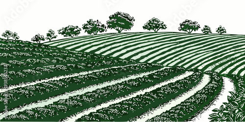 A green field with rows of crops and trees in the background Vector