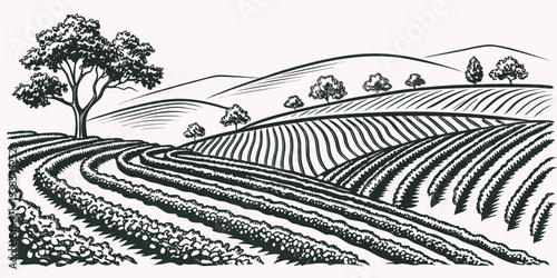 Vineyard landscape with rolling hills and trees Vector