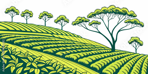 A green tea plantation with trees on a hillside Vector