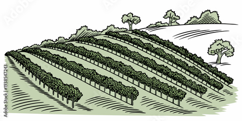 A green hillside with rows of trees and bushes Vector