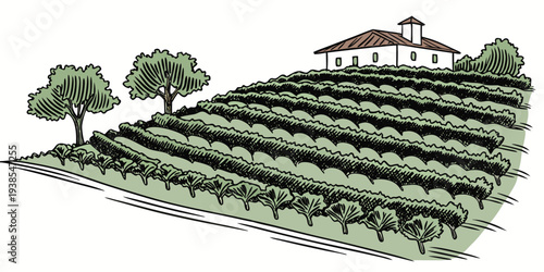 A house on top of a vineyard with trees Vector