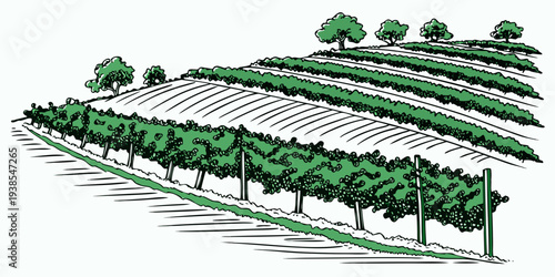 A green and white illustration of a vineyard on a hillside Vector
