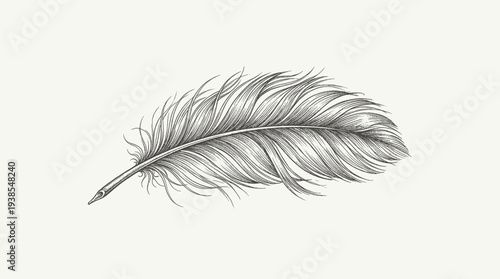 Detailed Gray Feather Closeup View.