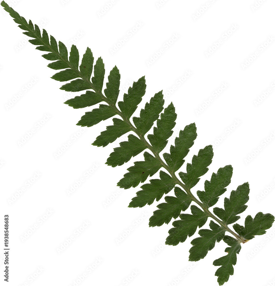 Fototapeta premium Green Dried Fern Scrapbook Element