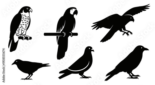 Collection of various bird silhouettes: falcon, parrot, pigeon, crow, and small bird in black and white