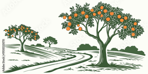 A green illustration of an orange grove with trees and a dirt road Vector