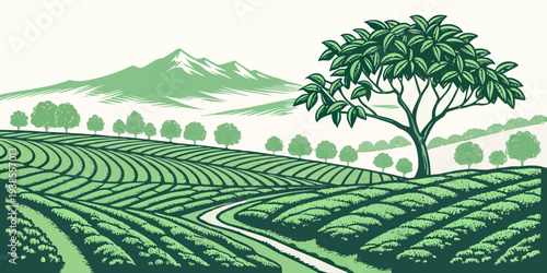 A green tea plantation with a tree and mountain Vector