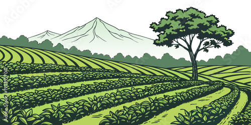 A green tea plantation with a tree and mountains Vector