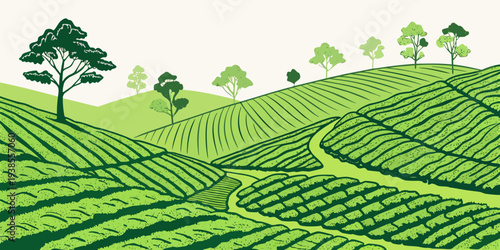 A green tea plantation with trees on rolling hills Vector