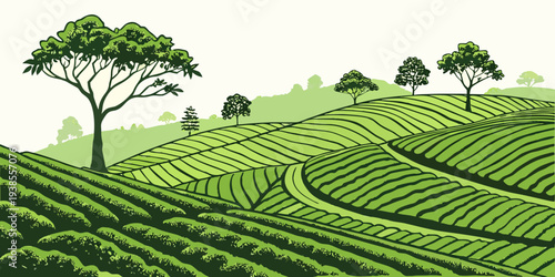 A green tea plantation on a hillside with trees Vector