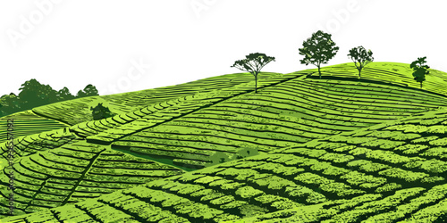 A green hillside with trees and rows of plants Vector