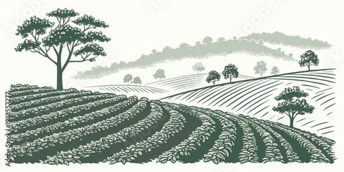 Tea plantation on a hillside with trees Vector