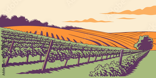 A serene landscape of a vineyard at sunset Vector