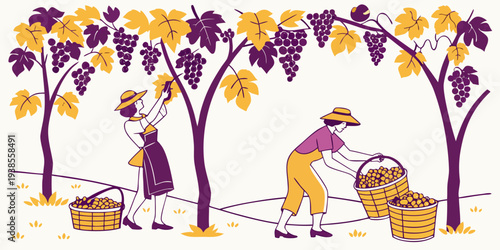 People harvesting grapes in a vineyard Vector