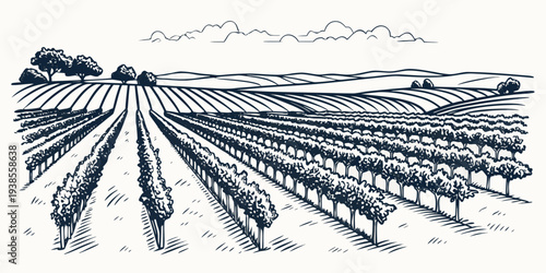 A black and white photo of a large field with rows of crops Vector