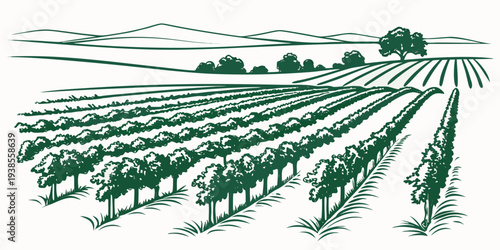 A green and white drawing of a vineyard on a white background Vector