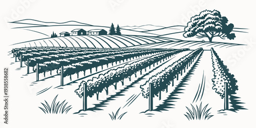 A drawing of a vineyard with rows of grapevines Vector