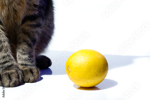 A close-up shot features a whole yellow lemon on a white surface next to the striped paws of a tabby cat, creating a playful contrast between citrus and curious pet.