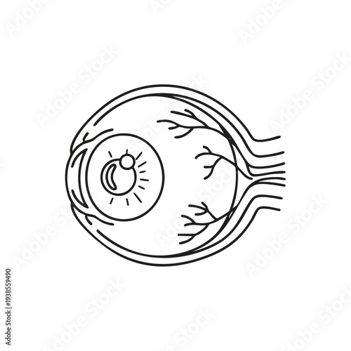 Detailed anatomical illustration of the human eye anatomy from a lateral viewpoint