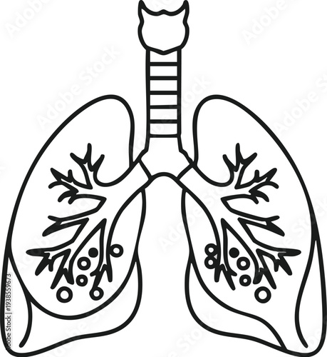 Detailed illustration of human lungs anatomy with trachea and bronchi, showcasing respiratory system from a frontal viewpoint.