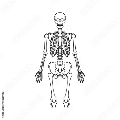 Detailed anatomical illustration of the human skeleton's anatomy from a frontal viewpoint