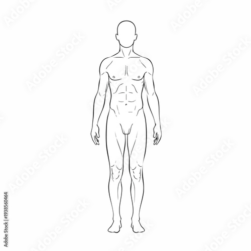 Detailed anatomical illustration of human anatomy from a frontal viewpoint showcasing body structure and musculature