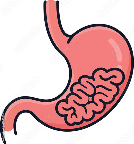 Detailed illustration of human stomach anatomy from a lateral viewpoint showcasing internal structure