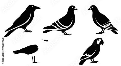 Diverse bird silhouettes: crow, pigeons, and parrot in black and white