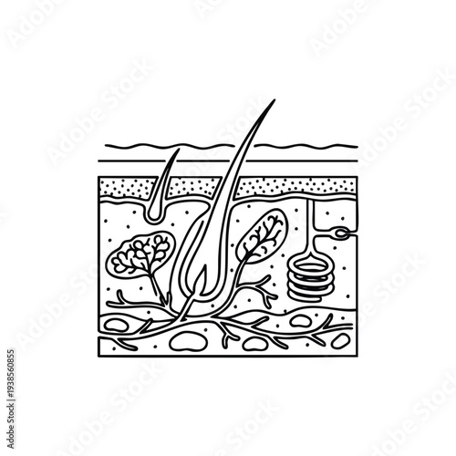 Detailed anatomical illustration of human skin anatomy layers and structures from a cross-sectional viewpoint