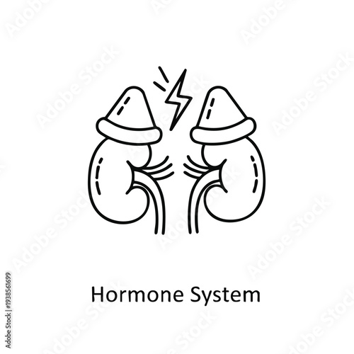 Detailed illustration of human kidney anatomy in the hormone system