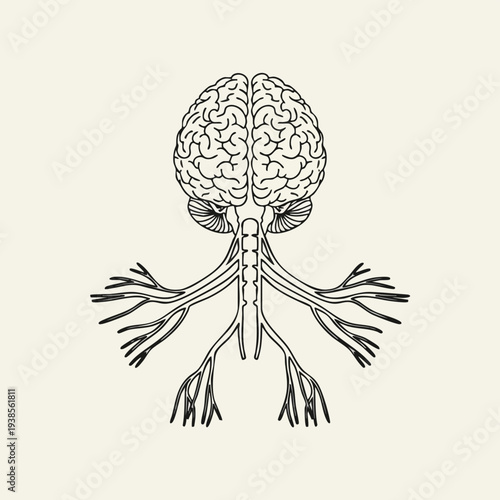 Detailed illustration of human brain anatomy viewed from the front, showcasing intricate neural pathways and branches.