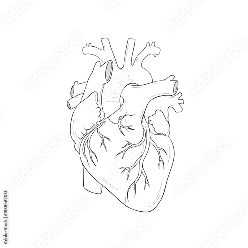 Detailed human heart anatomy illustration showcasing ventricles, atria, and blood vessels from a frontal viewpoint