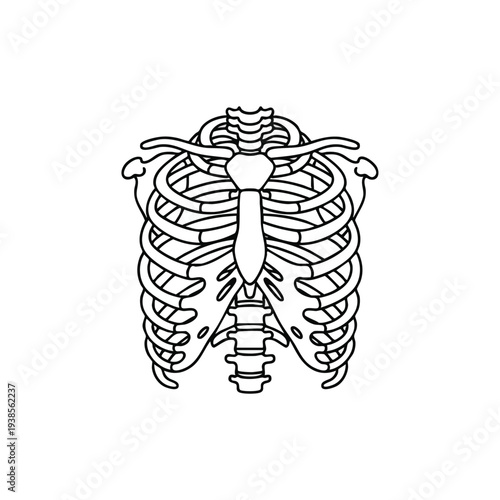 Detailed human ribcage anatomy illustration for medical education, showing sternum and vertebrae from a front viewpoint.