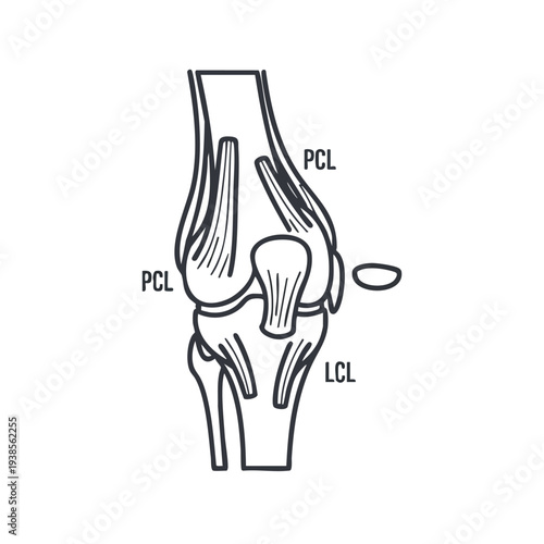 Detailed anatomical illustration of human knee anatomy showing PCL and LCL ligaments from a lateral viewpoint
