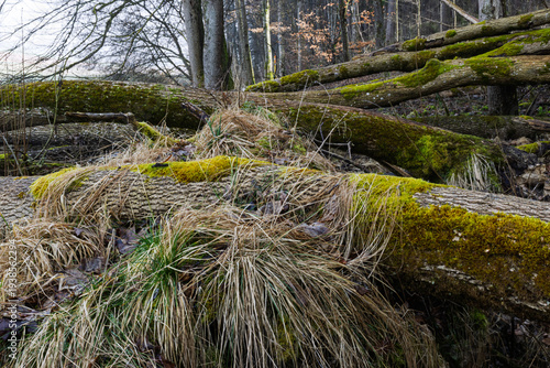 Vom Sturm entwuzelte Baumstämme