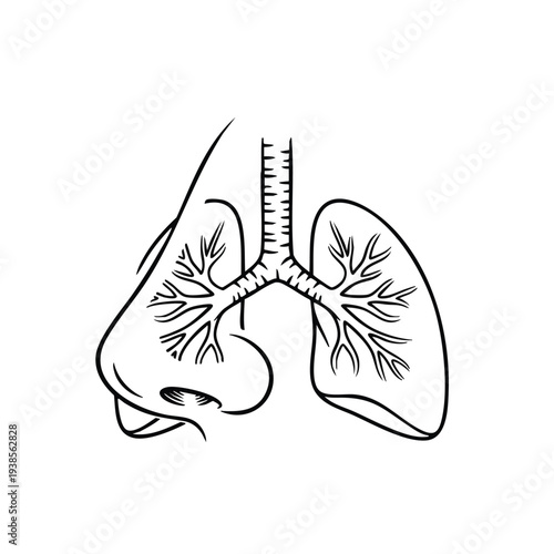 Detailed human anatomy illustration of lungs and trachea from a lateral viewpoint showcasing respiratory system structure