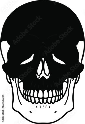 Detailed human skull anatomy illustration from a direct frontal viewpoint, showing the skeletal structure of the face and jaw