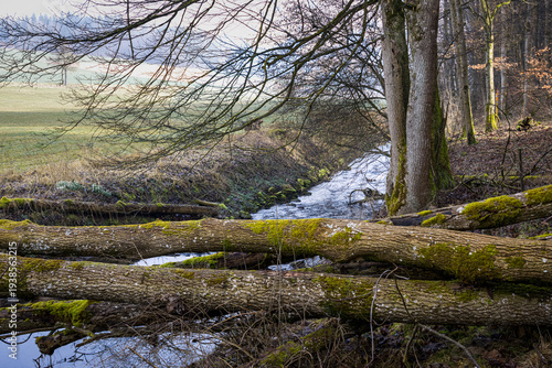 Vom Sturm entwuzelte Baumstämme