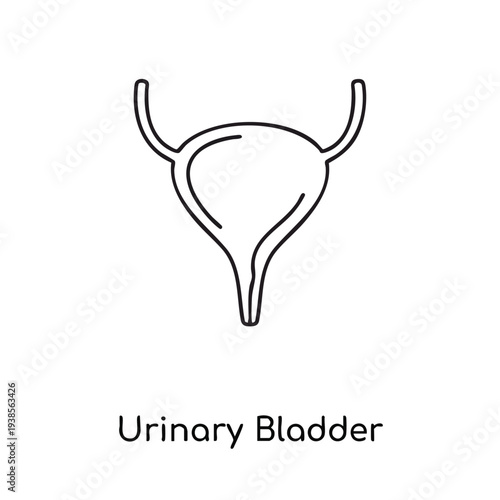 Detailed illustration of the human urinary bladder anatomy from a front viewpoint