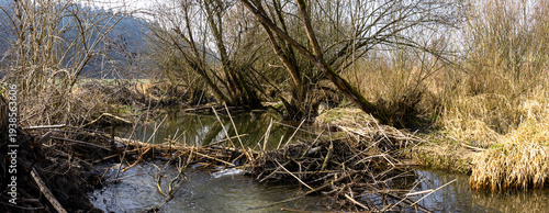 Biberdamm an einem kleinen naturnahen Bach