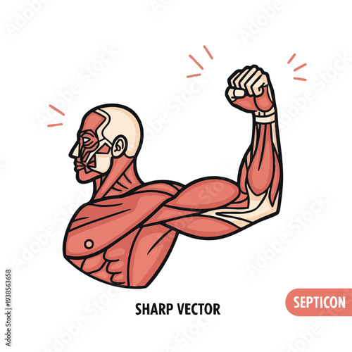 Detailed anatomical illustration of human anatomy showcasing muscular structure in a flexed arm pose from a side view