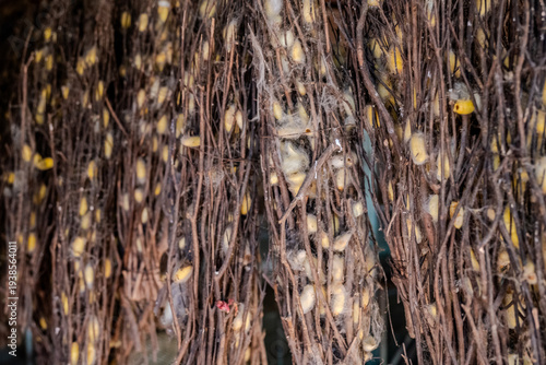 Canvas Print Silk cocoons clustered on bundles of dry twigs