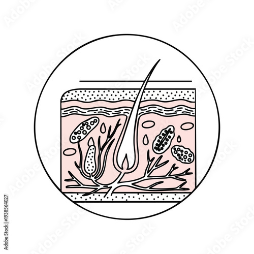Detailed anatomical diagram illustrating human skin anatomy structure with hair follicle and sebaceous gland in a circular frame.