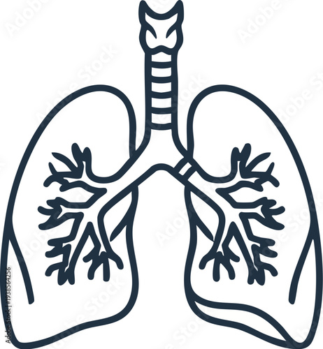 Detailed illustration of human lung anatomy viewed from the front showcasing the trachea and bronchi
