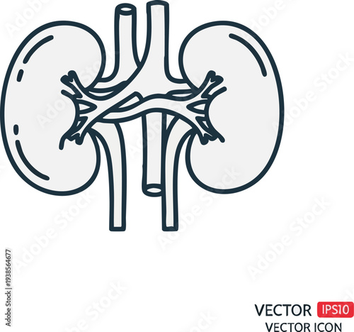 Detailed anatomical illustration of human kidney anatomy from a frontal viewpoint