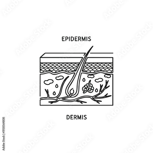 Detailed cross-sectional anatomy of human skin layers including epidermis and dermis structures illustrated