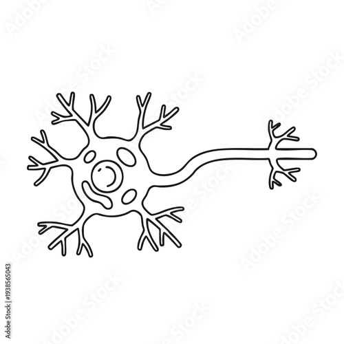 Detailed illustration of human neuron anatomy structure with dendrites and axon terminals in a scientific diagram