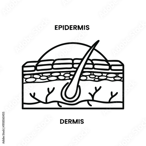 Detailed anatomical diagram of human skin anatomy layers including epidermis and dermis structure viewed from a cross-section