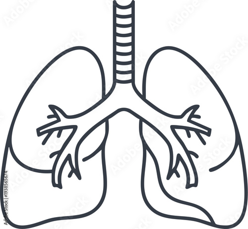 Detailed illustration of human anatomy focusing on lungs and trachea structure from a frontal viewpoint