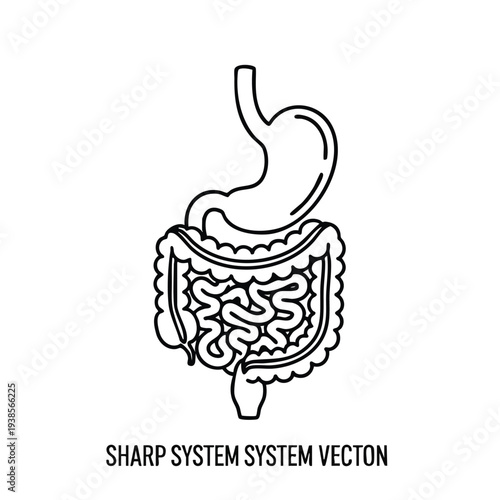 Detailed illustration of human digestive system anatomy from a frontal viewpoint